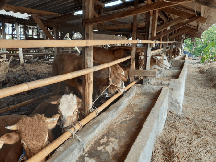 Jual hewan qurban jabodetabek